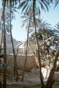 les plus longues palmiers  de ferkane