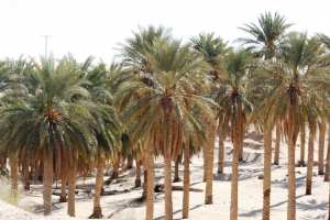 غوط واد سوف