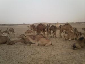 Troupeau de chameaux