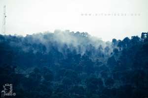 Fôret du petit perdreau Tlemcen