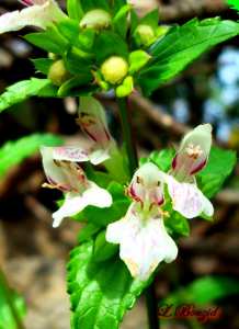 Stachys ocymastrum-Épiaire hérissée
