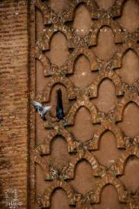 Couple de pigeons au minaret de la mosquée de Sidi Boumediene