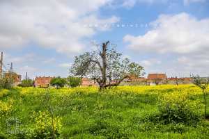 Champ à Ouzidan (village de la commune de Chetouane)