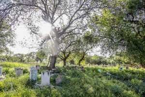 Cimetière Sidi L'Aidouni (Ouzidan-Tlemcen)