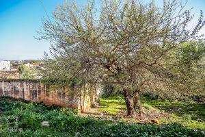 Sidi Yahia, le wali  l'ancien village historique de Ouzidan (Tlemcen)