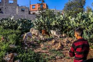 Petit berger (gel et coupe à la mode) à Ouzidan - Tlemcen