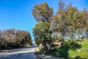 La botma à l'entrée de Ouzidan, arbre centenaire (3 siècles ou plus ...)
