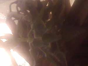 نباتات لبيئة مستدامة