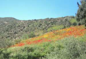Bouzelatène au printemps 2018