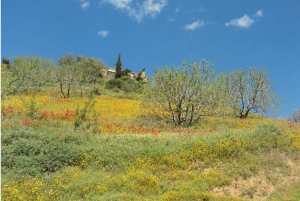 Bouzelatène au printemps 2018