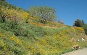 Bouzelatène au printemps 2018