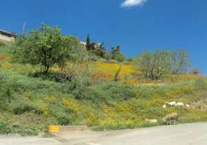 Bouzelatène au printemps 2018