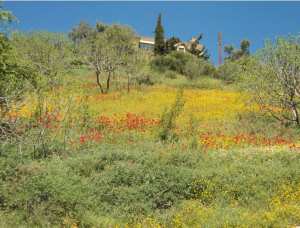 Bouzelatène au printemps 2018