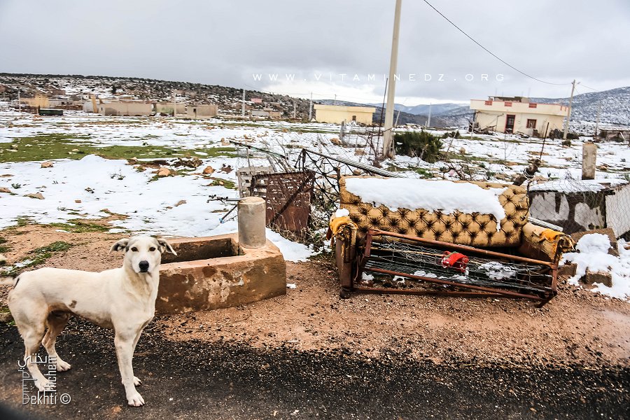 La Neige à Tlemcen, un temps à ne pas mettre un chien dehors