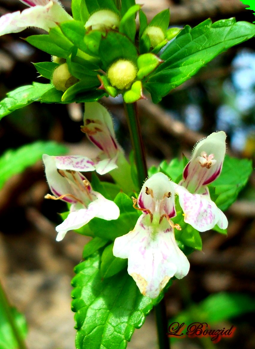 Stachys ocymastrum-Épiaire hérissée