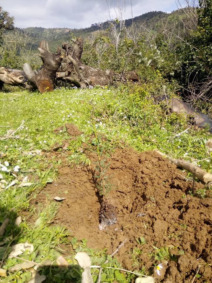 Plantation des arbres au village Tifaou-HEllil ! Comité de village