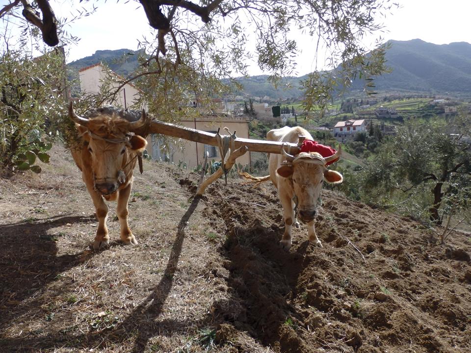 AMALOU SIDI AHMED BEN YAHIA (amalou sidi yahia)