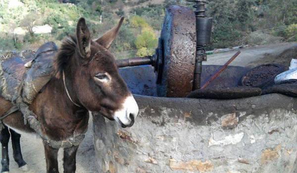 AMALOU SIDI AHMED BEN YAHIA (amalou sidi yahia)