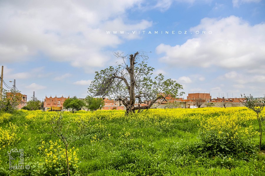 Champ à Ouzidan (village de la commune de Chetouane)