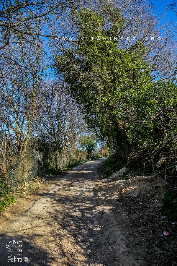 Chemin escarpé Sidi Yahia, au coeur de l'ancien village historique de Ouzidan (Tlemcen)