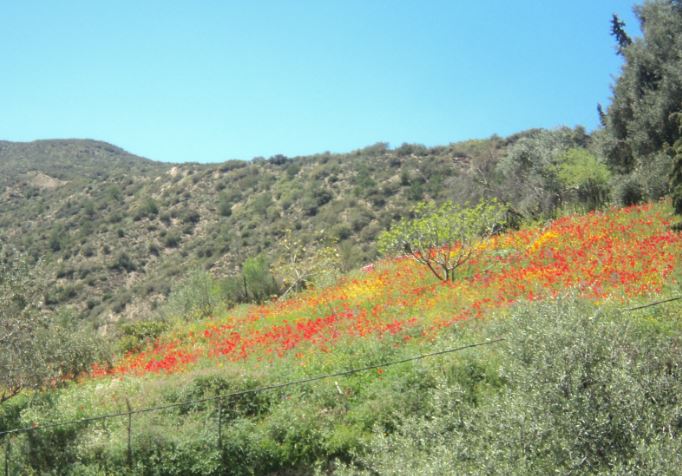 Bouzelatène au printemps 2018