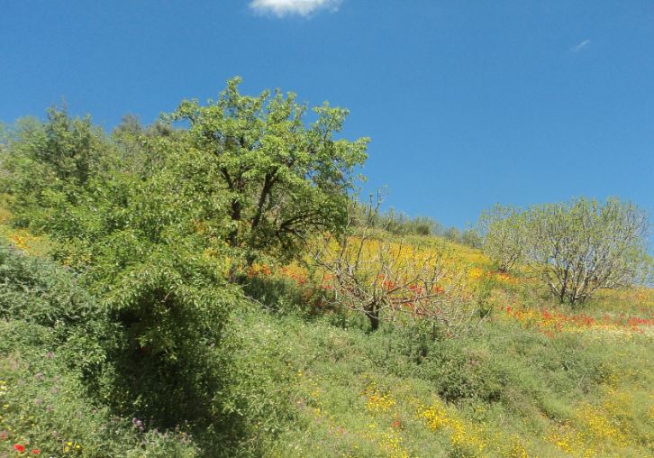 Bouzelatène au printemps 2018