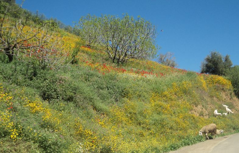 Bouzelatène au printemps 2018