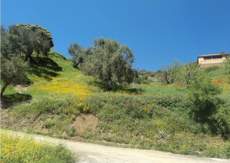 Bouzelatène au printemps 2018