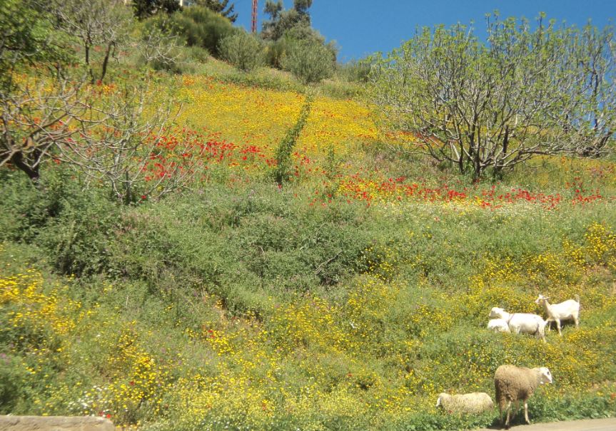 Bouzelatène au printemps 2018