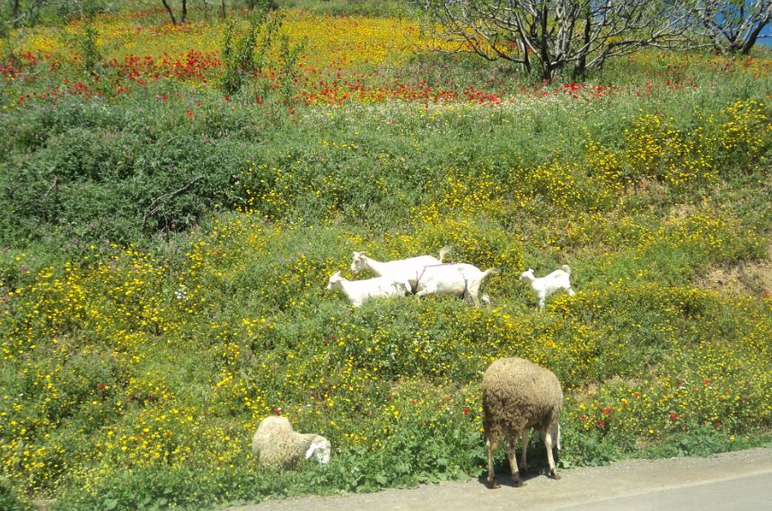 Bouzelatène au printemps 2018