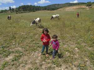 LE VERT DES CHAMPS ET DES ARBRES EN FLEURS, PRINTEMPS, FLEURS, BEAUTÉ 0 Ain - Mimoun