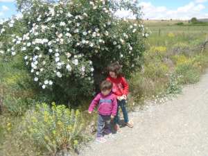 LE VERT DES CHAMPS ET DES ARBRES EN FLEURS, PRINTEMPS, FLEURS, BEAUTÉ 0 Ain - Mimoun