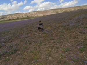 Yabous  est bien connu pour la beauté de ses fleurs. Au printemps.