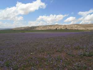 Yabous  est bien connu pour la beauté de ses fleurs. Au printemps.