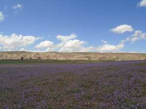 Yabous  est bien connu pour la beauté de ses fleurs. Au printemps.