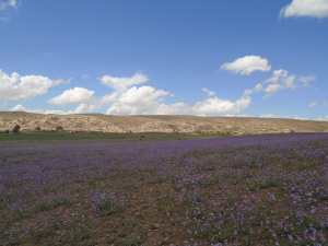 Les fleurs pour accueillir le printemps