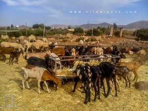 Ferme à Tagma : Cheptel de mouton et chevres