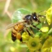 l'Abeille saharienne Apismelifera saharinsis