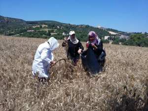 Enquête rendement céréales, campagne 2017-2018 (phase prélèvement des échantillons de blé dur et d’orge)