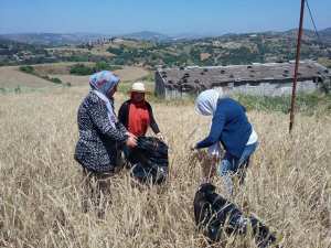 Enquête rendement céréales, campagne 2017-2018 (phase prélèvement des échantillons de blé dur et d’orge)