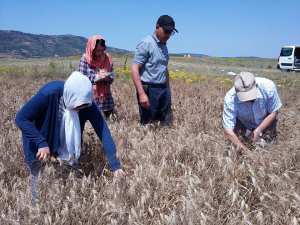 Enquête rendement céréales, campagne 2017-2018 (phase prélèvement des échantillons de blé dur et d’orge)