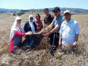 Enquête rendement céréales, campagne 2017-2018 (phase prélèvement des échantillons de blé dur et d’orge)