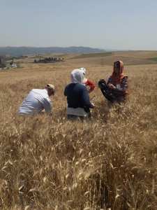 Enquête rendement céréales, campagne 2017-2018 (phase prélèvement des échantillons de blé dur et d’orge)