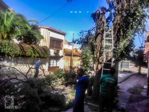 La taille d'arbres centenaires à Abou-Tachefine