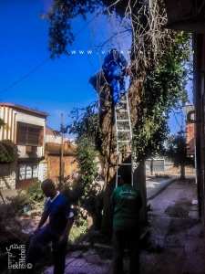 Taille des arbres une catastrophe