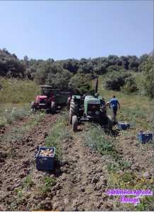 Production semences de la pomme de terre .