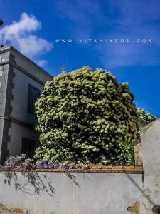 Tlemcen : Arbre à floraison magnifique à la villa Abdellatif