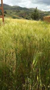 Wled Rabeḥ/tribu des Melwan/ɛeṛš Ayṯ Xlifa