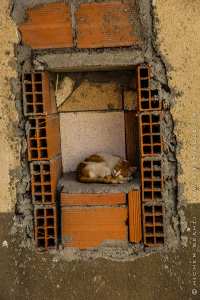 Le chat de Tiferdoud