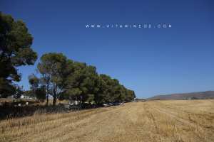 Champs de blé d'El Ghnayna (Amieur - Tlemcen)